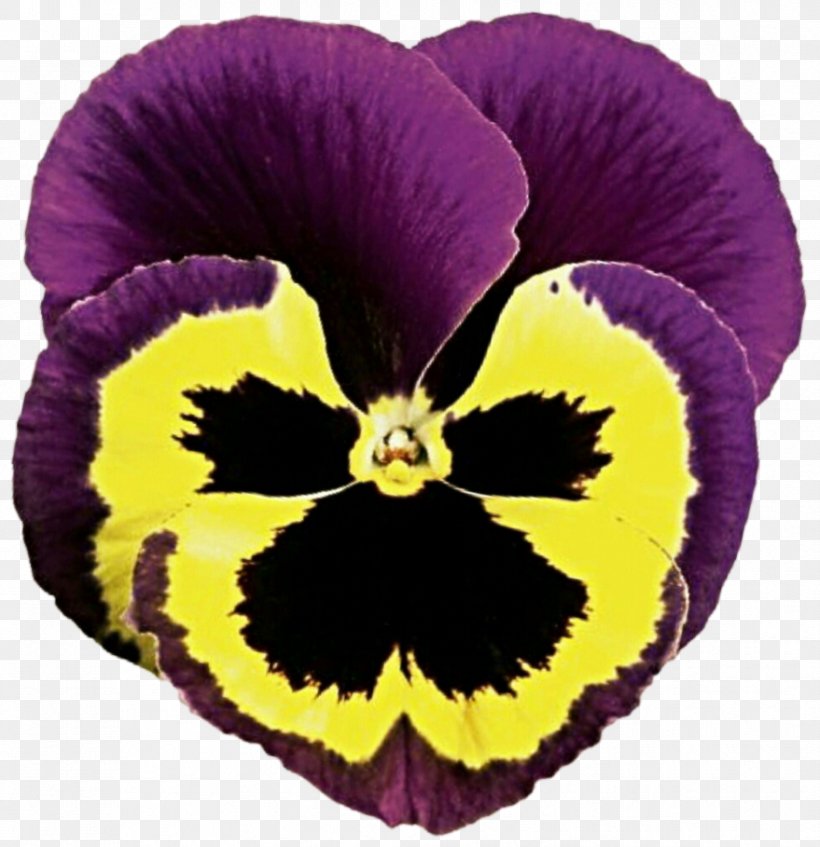 Pansy Flower Petal Plant Violet, PNG, 879x909px, Pansy, Color, Flower, Flower Garden, Flowering Plant Download Free