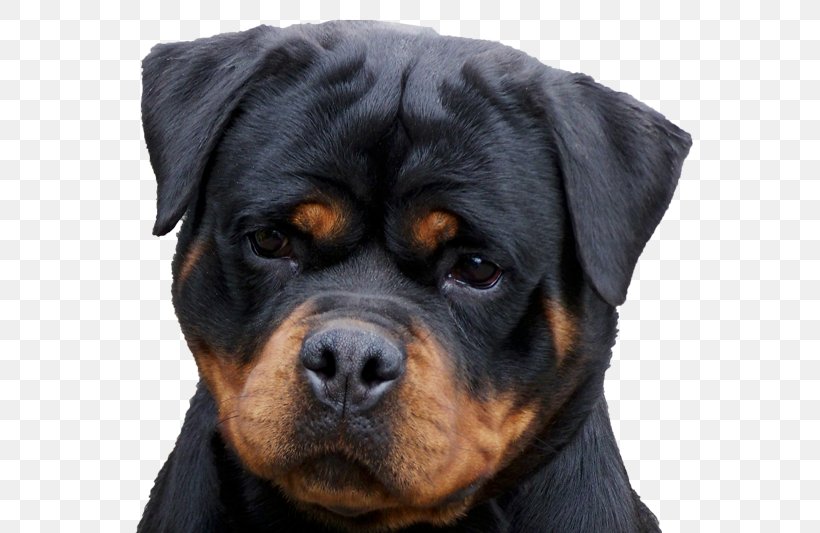 Rottweiler Puppy Golden Retriever Pet Dog Food, PNG, 600x533px, Rottweiler, Breed, Breeder, Cane Corso, Carnivoran Download Free