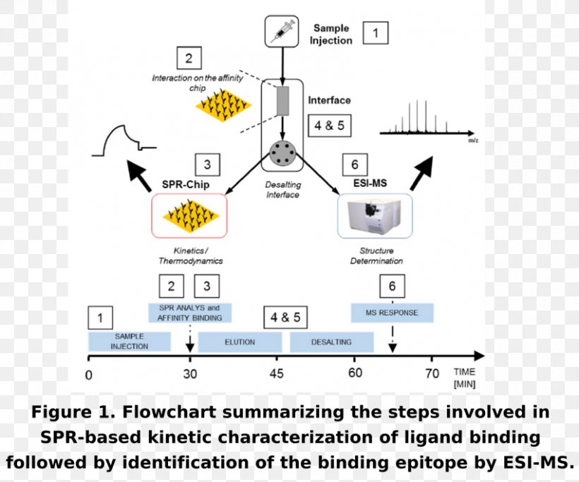Size-exclusion Chromatography High-performance Liquid Chromatography Gas Chromatography Surface Plasmon Resonance, PNG, 851x709px, Chromatography, Affinity Chromatography, Area, Auto Part, Brand Download Free