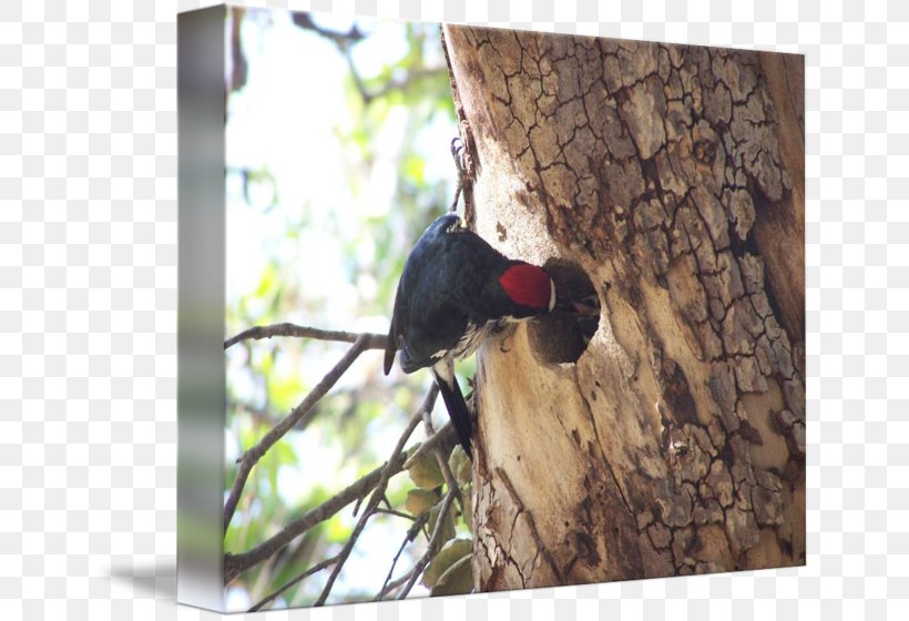 Woodpecker Fauna Beak, PNG, 650x560px, Woodpecker, Beak, Bird, Fauna, Piciformes Download Free