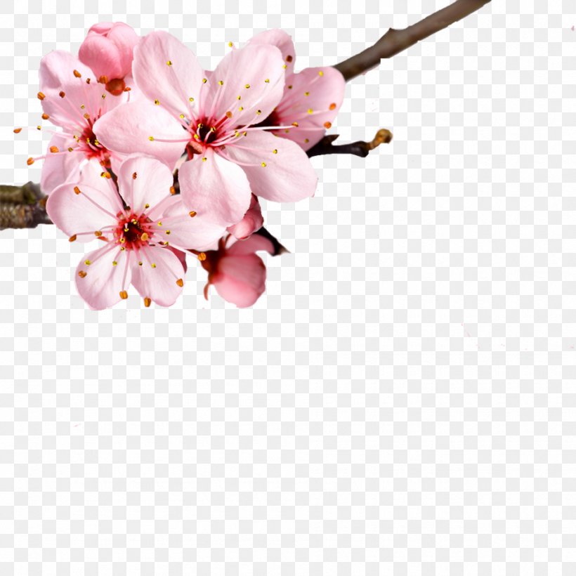 Cherry Blossom Flower Petal, PNG, 950x950px, Cherry Blossom, Blossom, Branch, Cherry, Floral Design Download Free