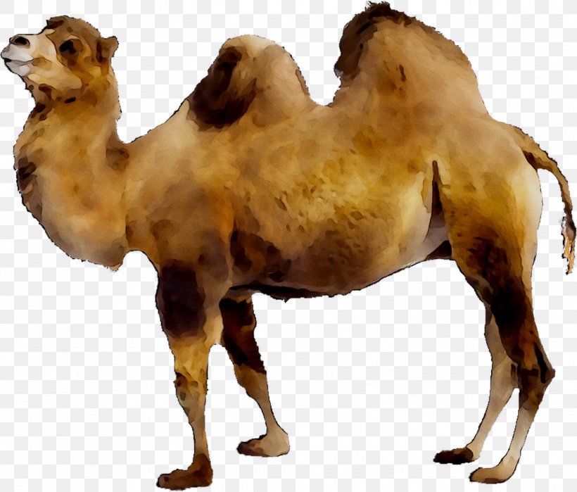 Dromedary Bactrian Camel Llama Australian Feral Camel Camelops, PNG, 1318x1124px, Dromedary, Adaptation, Animal, Animal Figure, Arabian Camel Download Free