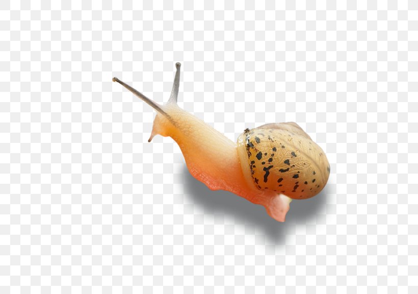 Snail Computer File, PNG, 576x576px, Snail, Computer Graphics, Gratis, Invertebrate, Molluscs Download Free