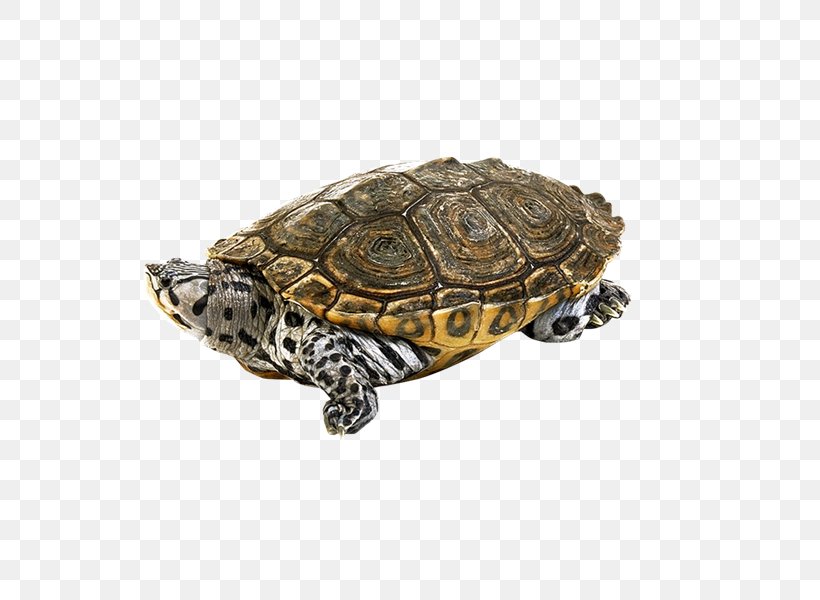 Box Turtles Tortoise, PNG, 800x600px, Box Turtles, Box Turtle, Emydidae, Reptile, Tortoise Download Free