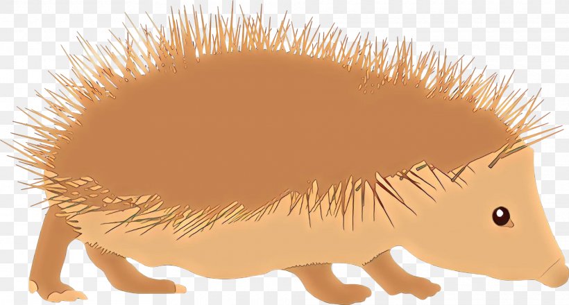 Domesticated Hedgehog Porcupine Image Sonic The Hedgehog, PNG, 1920x1032px, Hedgehog, Cartoon, Domesticated Hedgehog, Echidna, Erinaceidae Download Free