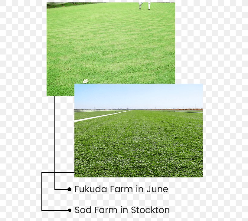 Lawn Groundcover Artificial Turf Irrigation Association Garden, PNG, 600x730px, Lawn, Artificial Turf, Energy, Field, Garden Download Free