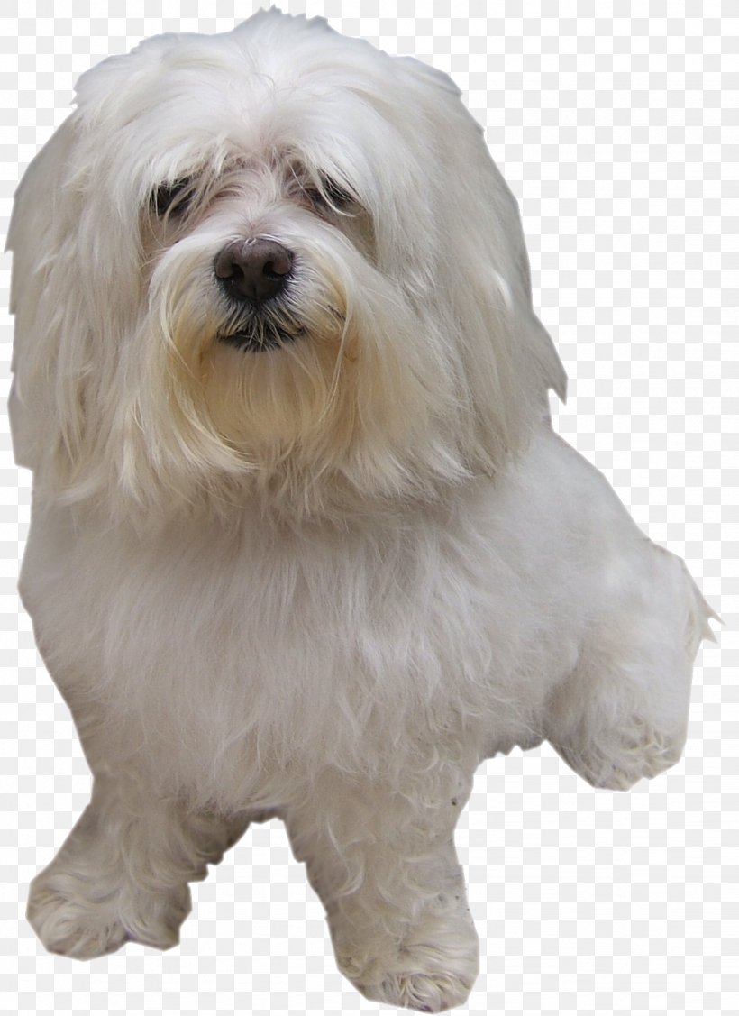 Maltese Dog Little Lion Dog Bolognese Dog Coton De Tulear Havanese Dog, PNG, 1232x1694px, Maltese Dog, Bichon, Bolognese, Bolognese Dog, Bolonka Download Free