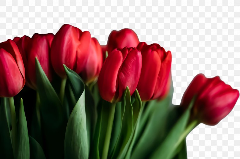 Floral Spring Flowers, PNG, 2448x1632px, Tulip, Blossom, Bud, Closeup, Cut Flowers Download Free