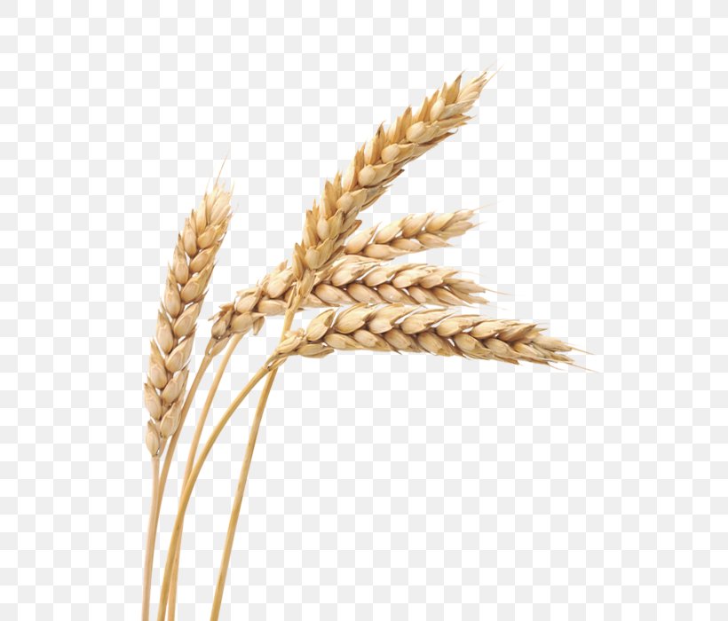 Ketenciler Wheat Grain Cereal, PNG, 534x700px, Organic Food, Agriculture, Bran, Bread, Cereal Download Free