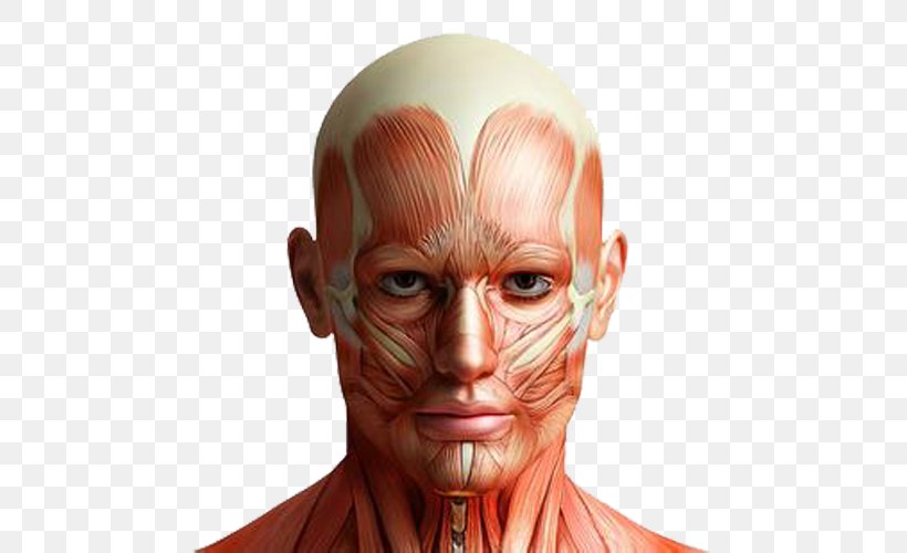 Mark Main Anatomy Human Body Facial Muscles, PNG, 500x500px, Watercolor, Cartoon, Flower, Frame, Heart Download Free