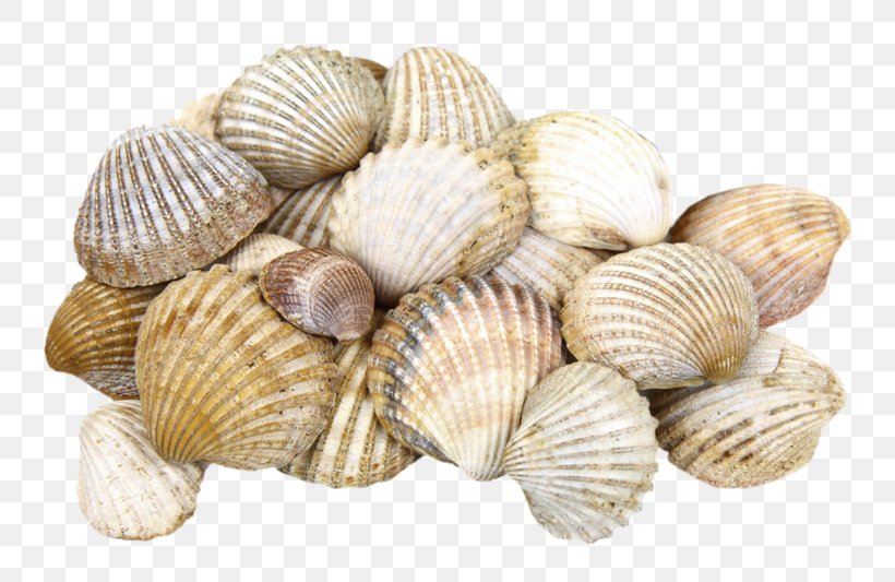 Shore Seashell Cockle Clam, PNG, 800x533px, Shore, Animal Source Foods, Beach, Clam, Clams Oysters Mussels And Scallops Download Free