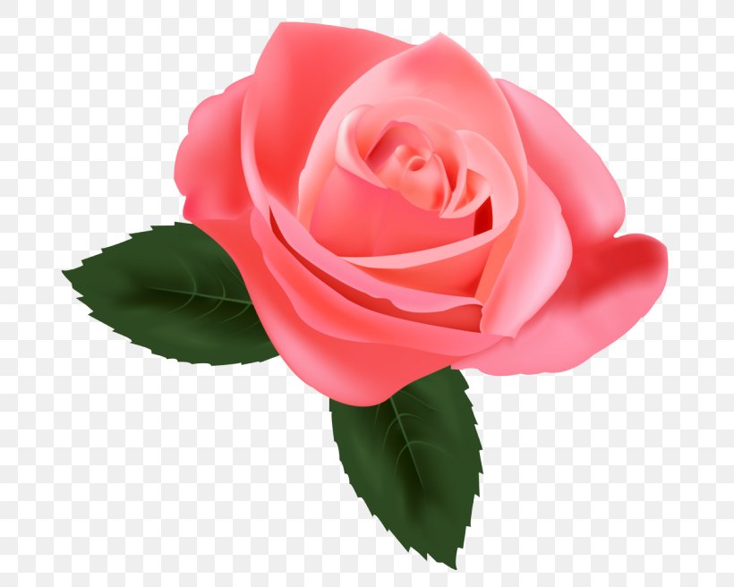 Garden Roses, PNG, 700x656px, Flower, Floribunda, Flowering Plant, Garden Roses, Hybrid Tea Rose Download Free