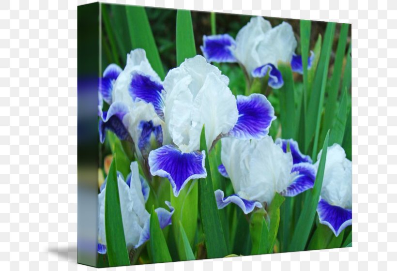 Orris Root Orris Oil, PNG, 650x560px, Orris Root, Blue, Flower, Flowering Plant, Grass Download Free