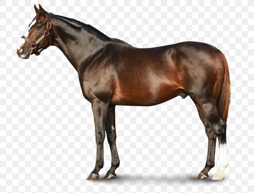Thoroughbred Teofilo Stallion Equestrian Horse Racing, PNG, 1800x1371px, Thoroughbred, Bloodhorse, Bridle, California Chrome, Colt Download Free