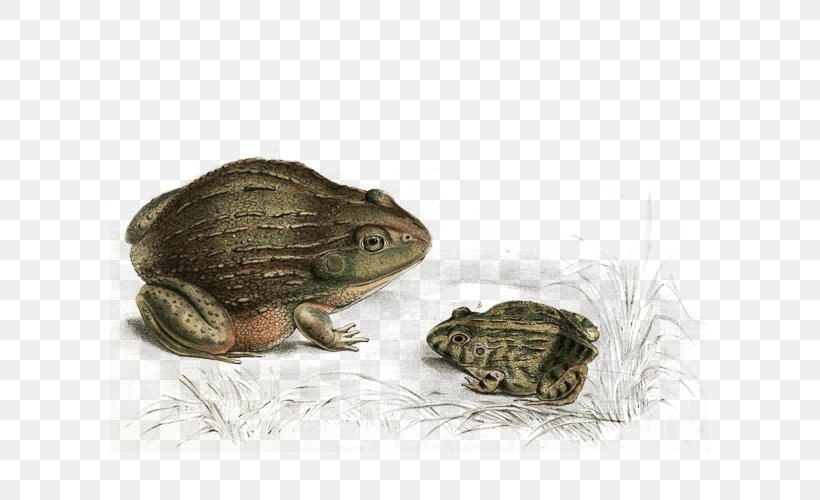 Toad Frog True Frog Bufo Anaxyrus, PNG, 600x500px, Toad, Anaxyrus, Bufo, Bullfrog, Colorado River Toad Download Free