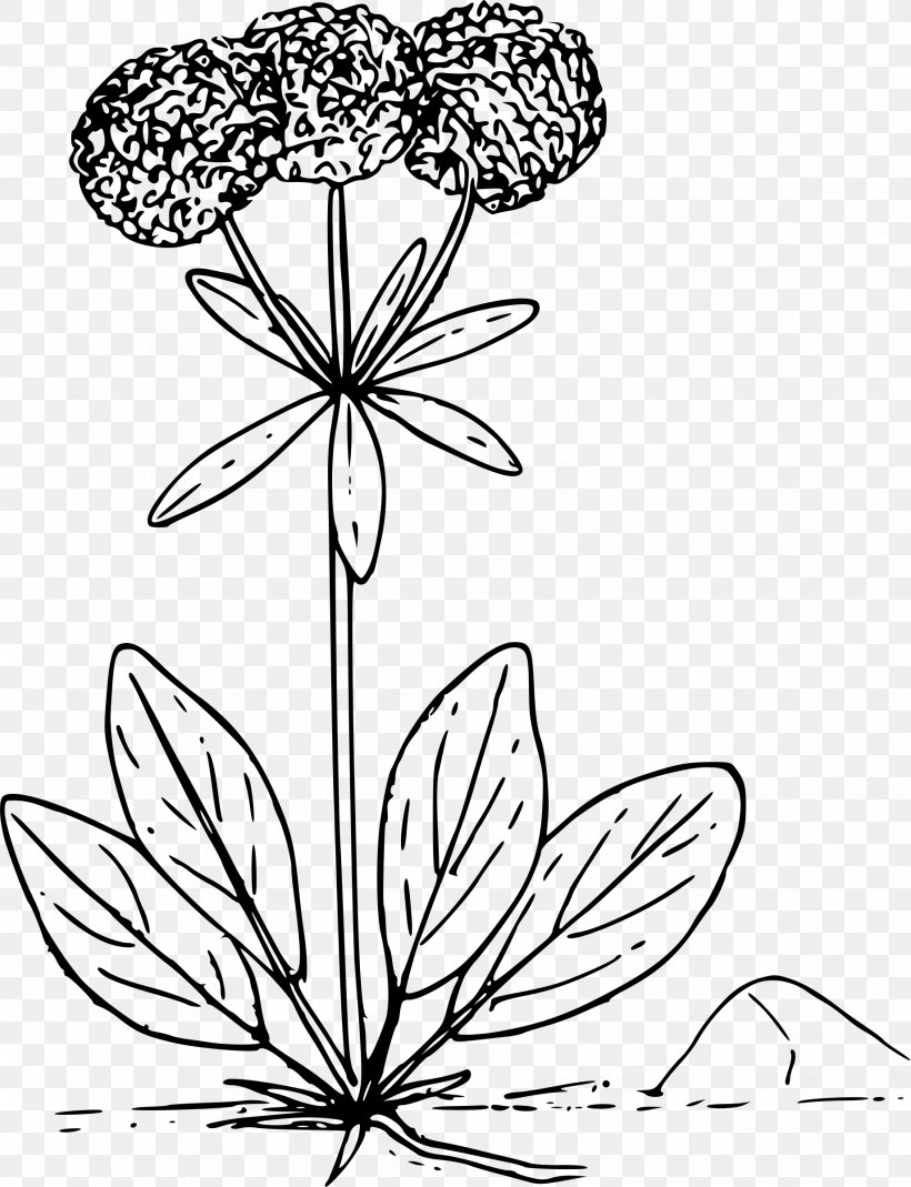 Wildflower Clip Art, PNG, 1840x2400px, Wildflower, Area, Art, Artwork, Black And White Download Free