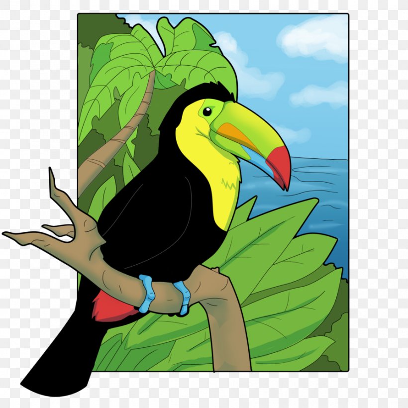 Beak Keel-billed Toucan Drawing Channel-billed Toucan Clip Art, PNG, 894x894px, Beak, Bird, Cartoon, Channelbilled Toucan, Drawing Download Free