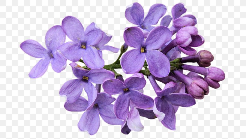 Cut Flowers Lavender Garden Roses, PNG, 700x464px, Flower, Blue Rose, Cut Flowers, Flowering Plant, Garden Roses Download Free