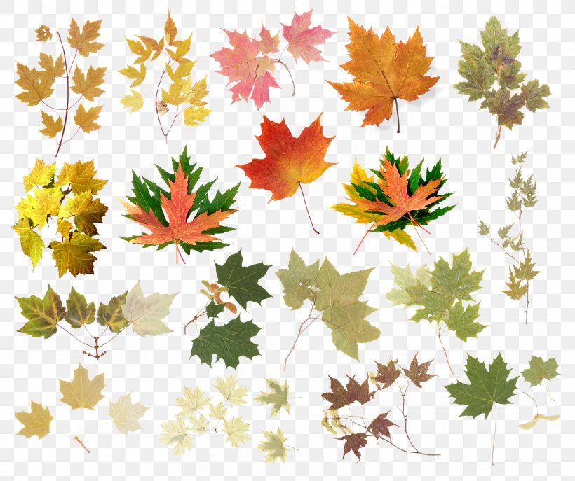 Leaf Raster Graphics Tree Abscission Clip Art, PNG, 1600x1342px, Leaf, Abscission, Autumn, Branch, Child Download Free