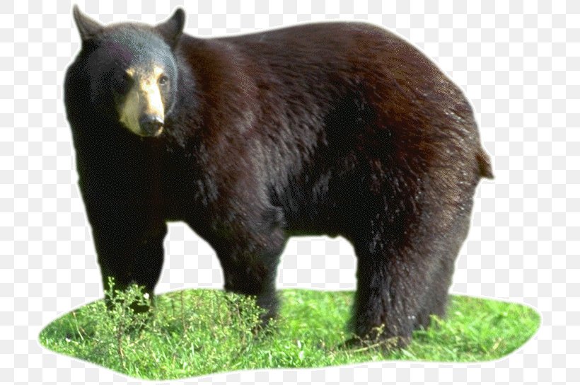 American Black Bear Grizzly Bear Image Polar Bear, PNG, 722x544px, American Black Bear, Alaska Peninsula Brown Bear, Animal, Bear, Brown Bear Download Free