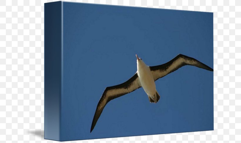 Beak Sky Plc, PNG, 650x488px, Beak, Bird, Fauna, Sky, Sky Plc Download Free