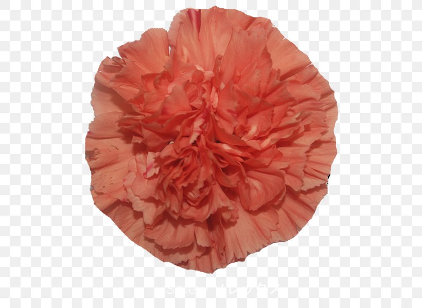 Carnation Cut Flowers Washington Floral Service Red, PNG, 600x600px, Carnation, Alibaba Group, Burgundy, Crimson, Cut Flowers Download Free
