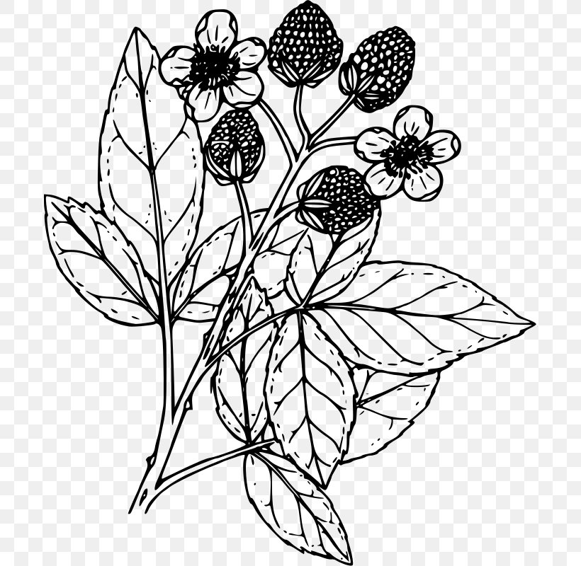 Drawing Coloring Book Line Art Clip Art, PNG, 695x800px, Drawing, Art, Artwork, Berry, Black And White Download Free