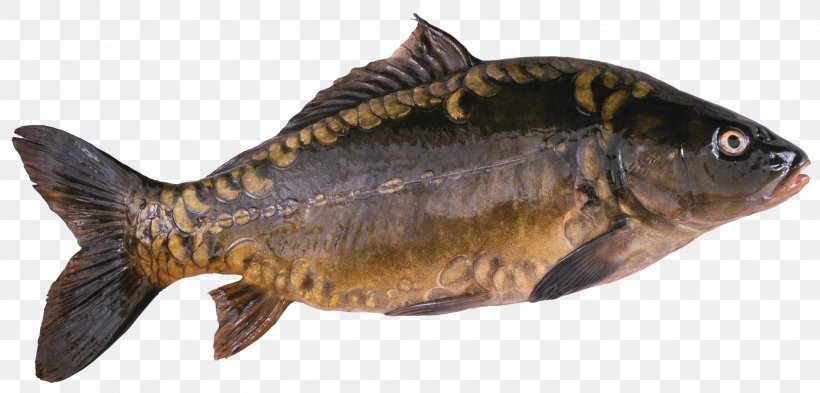 Koi Freshwater Fish Carp, PNG, 3000x1440px, Koi, Animal Figure, Animal Source Foods, Aquaculture, Bony Fish Download Free