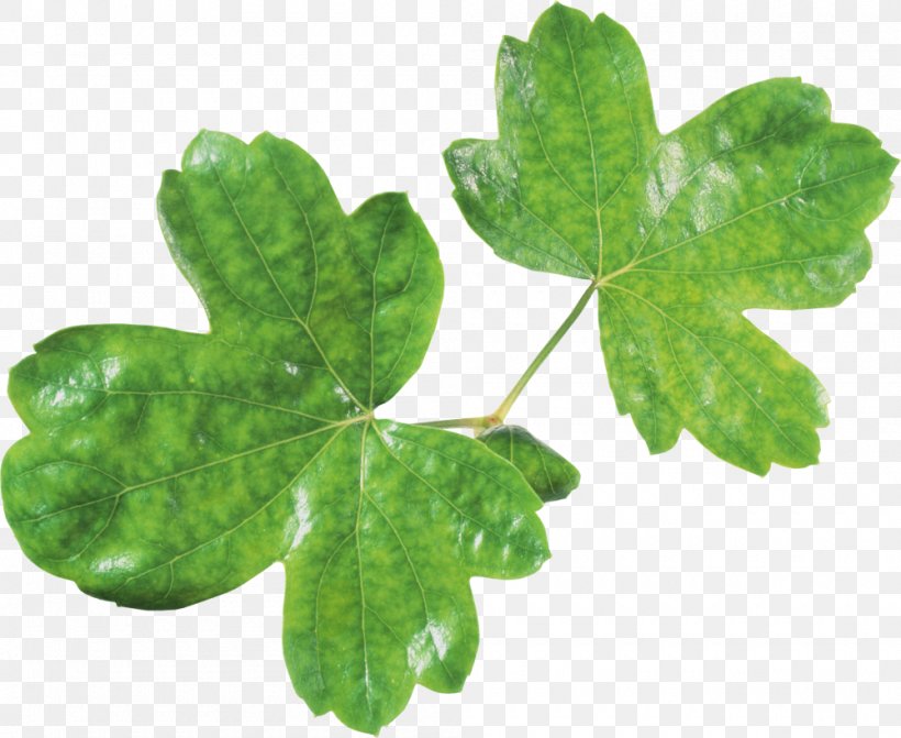 Leaf Green Clip Art, PNG, 1000x819px, Leaf, Green, Ivy, Plant, Plant Pathology Download Free