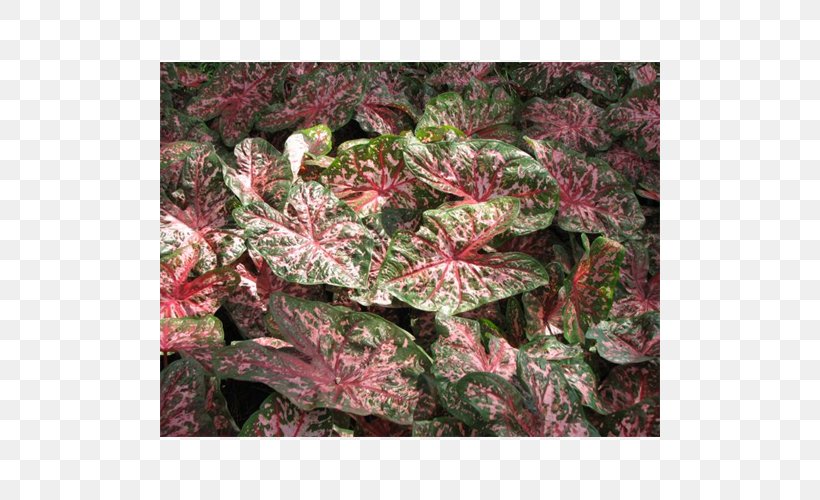 Leaf Groundcover Shrub, PNG, 500x500px, Leaf, Groundcover, Plant, Shrub Download Free