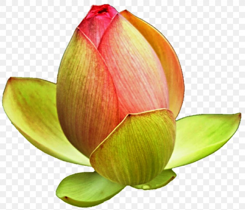 Nelumbo Nucifera Bud Clip Art, PNG, 1024x879px, Nelumbo Nucifera, Aquatic Plant, Bud, Budding, Flower Download Free