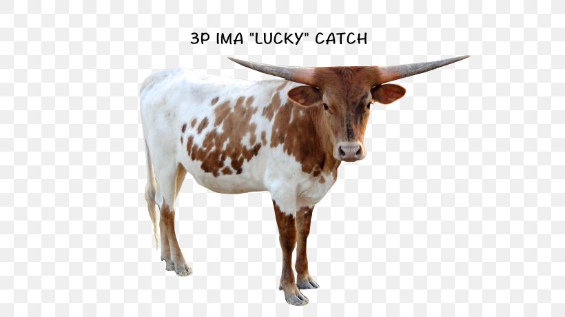 Texas Longhorn Zebu Calf English Longhorn Dairy Cattle, PNG, 640x460px, Texas Longhorn, Bull, Calf, Cattle, Cattle Like Mammal Download Free