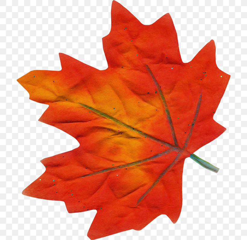 Maple Leaf, PNG, 710x794px, Leaf, Black Maple, Deciduous, Maple Leaf, Orange Download Free