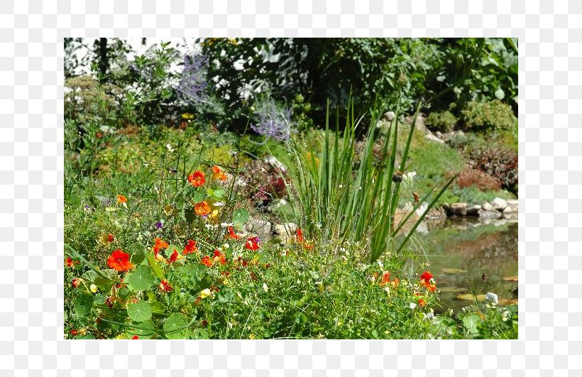 Plant Community Botanical Garden Vegetation Flora Landscape, PNG, 800x531px, Plant Community, Botanical Garden, Botany, Community, Ecosystem Download Free