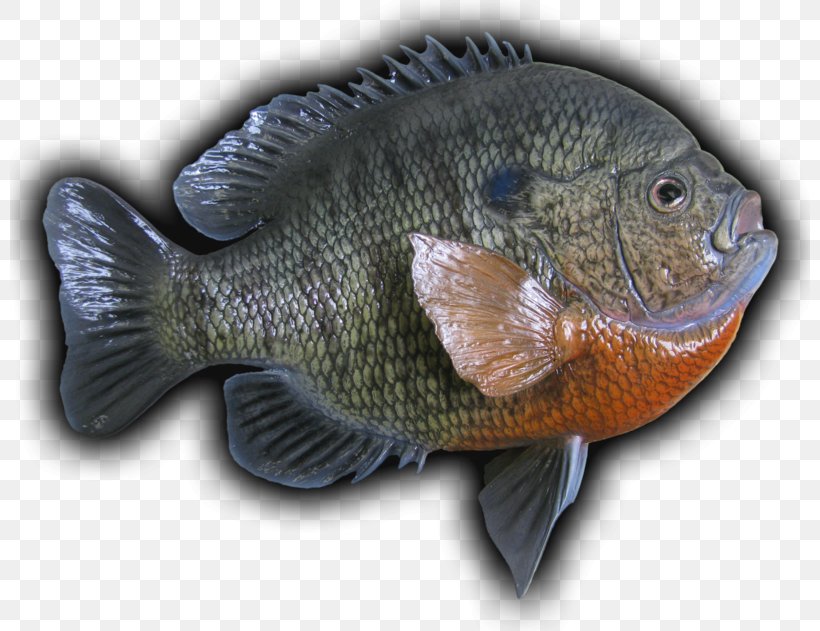 Tilapia Bluegill Bass Perch Northern Pike, PNG, 800x631px, Tilapia, Animal Source Foods, Bass, Bluegill, Bony Fish Download Free