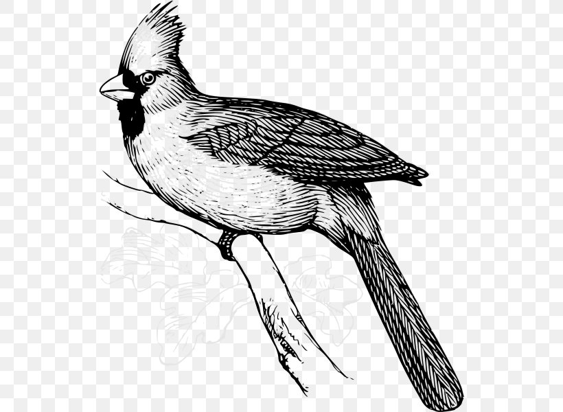 Bird St. Louis Cardinals Drawing Line Art Northern Cardinal, PNG, 532x600px, Bird, Art, Artwork, Beak, Bird Of Prey Download Free