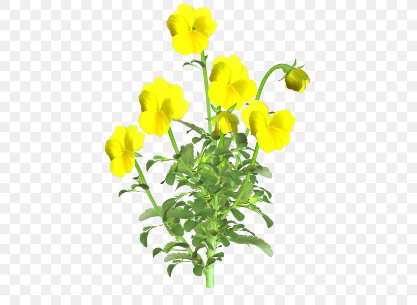 Cut Flowers Plant Stem, PNG, 600x600px, Cut Flowers, Flower, Flowering Plant, Herbaceous Plant, Mustard Download Free