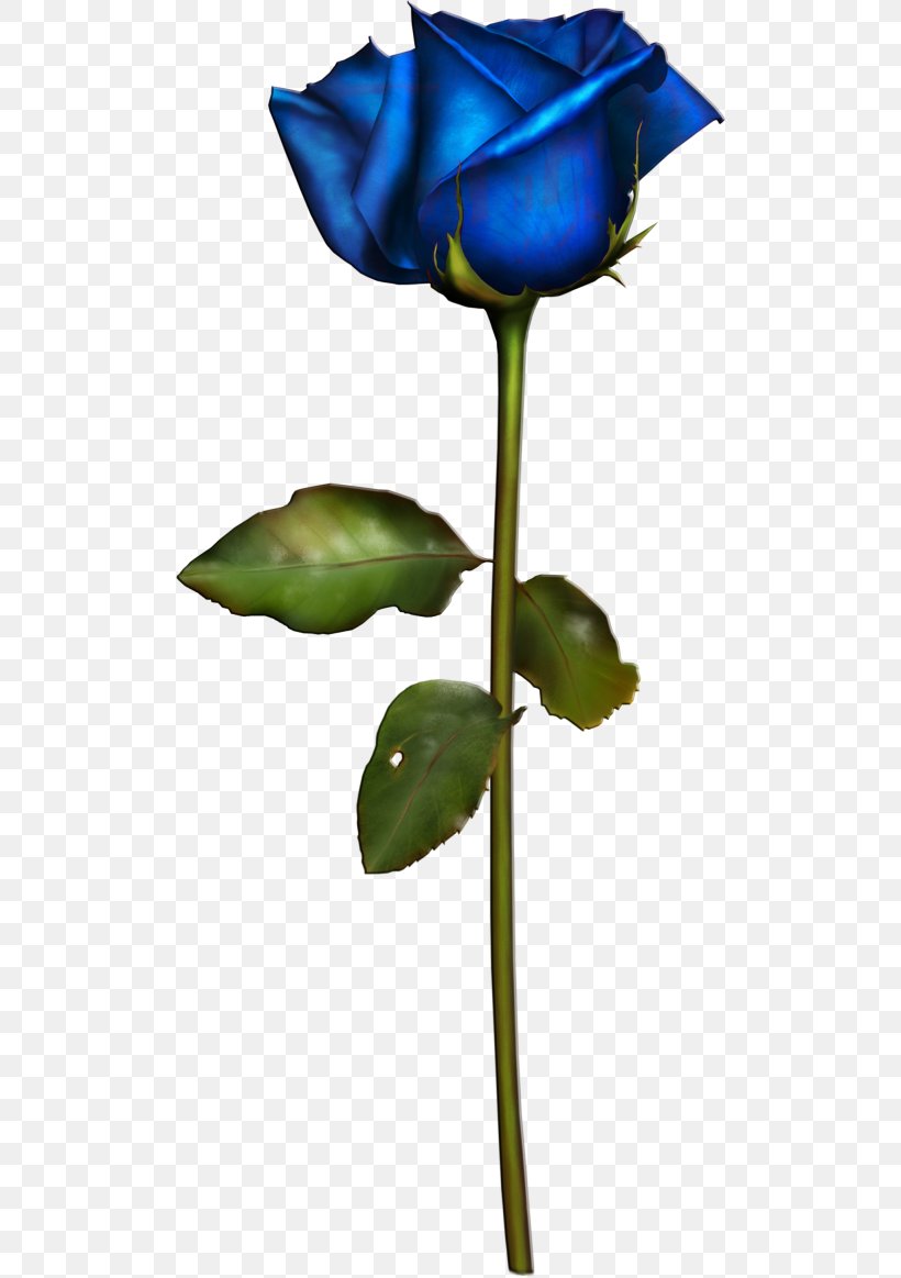 Garden Roses Blue Rose Cut Flowers, PNG, 500x1163px, Garden Roses, Blue, Blue Rose, Bud, Cobalt Blue Download Free