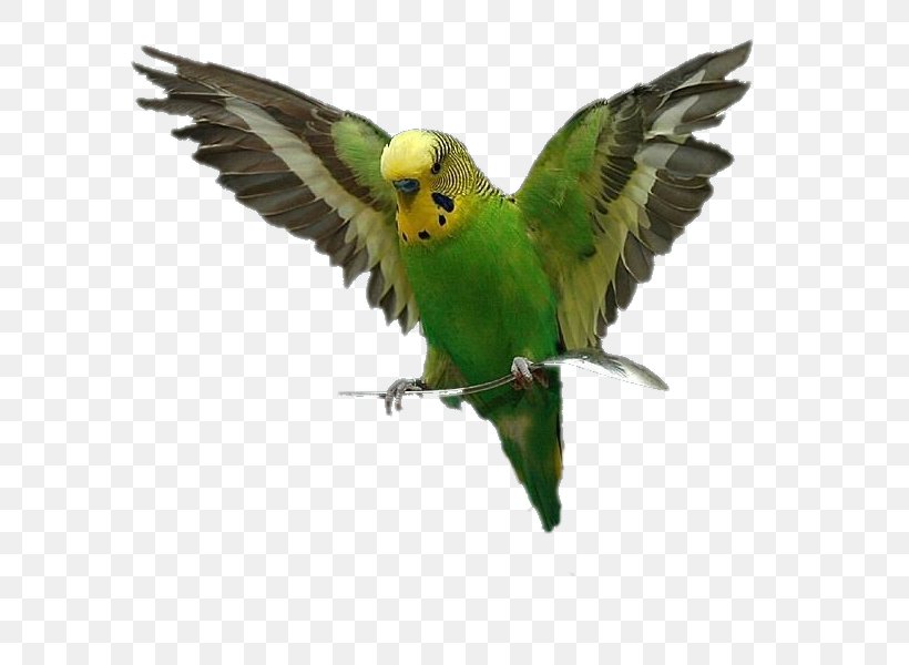 Lovebird Parrot Budgerigar Perroquet, PNG, 600x600px, Bird, Amazon Parrot, Animal, Beak, Budgerigar Download Free