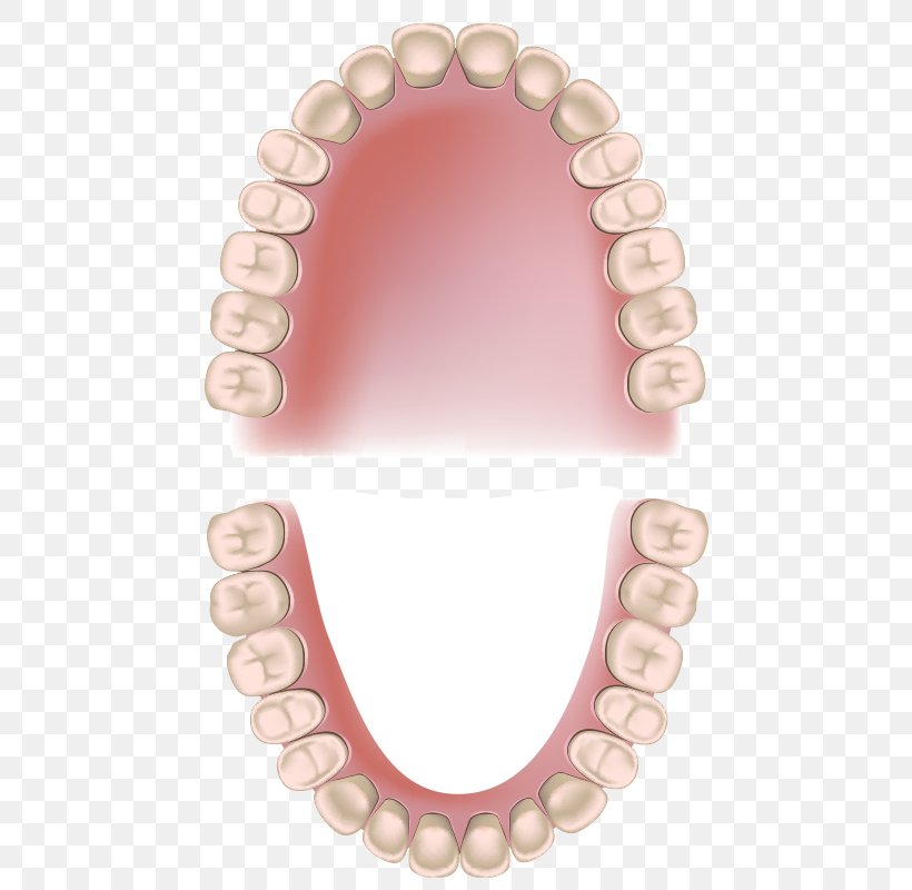 Permanent Teeth Deciduous Teeth Dentistry Periodontitis Child, PNG, 500x800px, Permanent Teeth, Adult, Child, Deciduous Teeth, Dental Anatomy Download Free