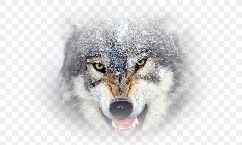 Basset Hound Desktop Wallpaper Coyote Brain Game Animals Display Resolution, PNG, 614x491px, Basset Hound, Alaskan Tundra Wolf, Animal, Arctic Wolf, Canidae Download Free