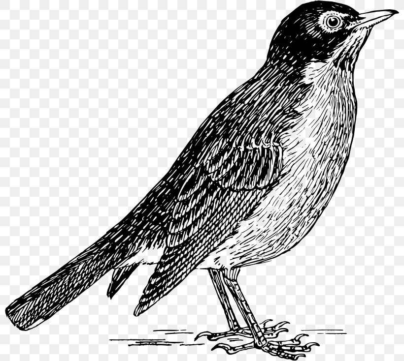 Finch European Robin Drawing Clip Art, PNG, 800x734px, Finch, American Robin, Art, Beak, Bird Download Free