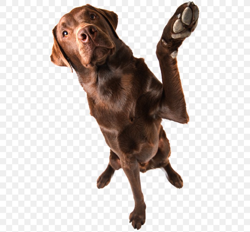 Labrador Retriever Flat-Coated Retriever Boykin Spaniel Dog Breed Puppy, PNG, 500x763px, Labrador Retriever, Boykin Spaniel, Carnivoran, Collar, Companion Dog Download Free