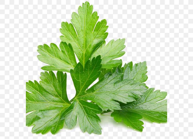 Organic Food Vegetable Salsa Verde Herb, PNG, 600x591px, Organic Food, Coriander, Dipping Sauce, Drink, Excretory System Download Free