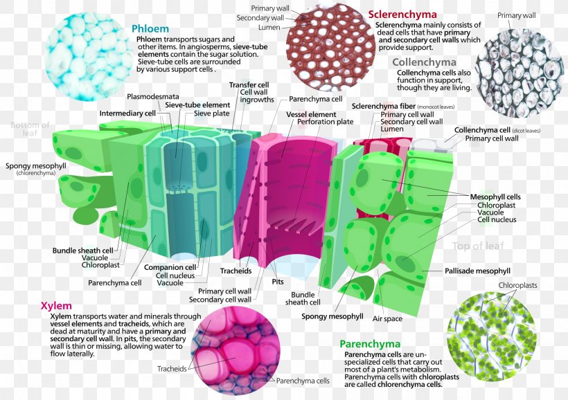 Plant Cell Ground Tissue Xylem Cell Type, PNG, 1900x1340px, Plant Cell, Cell, Cell Type, Cell Wall, Epidermis Download Free