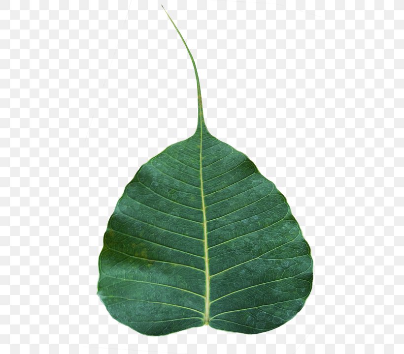 Sacred Fig Bodhi Tree Leaf Banyan Rubber Fig, PNG, 484x720px, Sacred Fig, Banyan, Bodhi, Bodhi Tree, Buddhism Download Free
