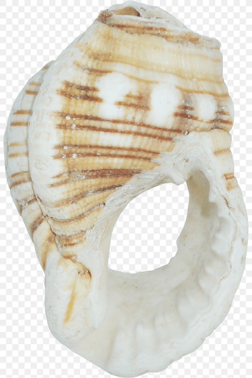 Seashell Image Molluscs Computer Software, PNG, 798x1230px, Seashell, Computer Software, Conch, Digital Image, Marine Download Free