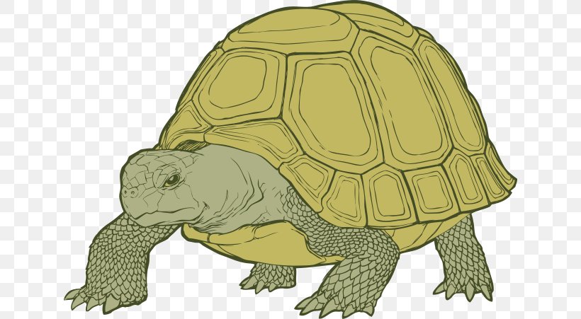 Box Turtles Tortoise Sea Turtle, PNG, 640x451px, Box Turtles, Box Turtle, Chelydridae, Drawing, Emydidae Download Free