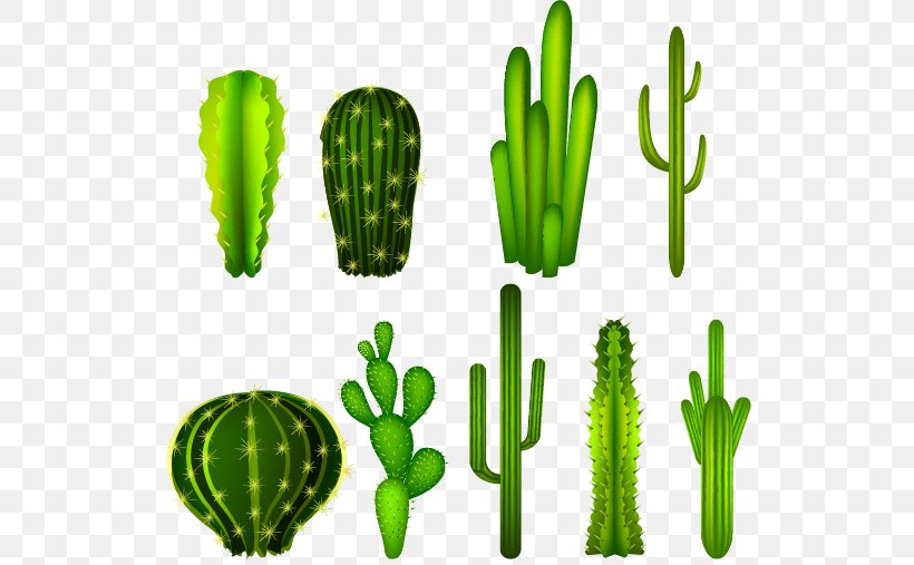 Cactaceae Clip Art, PNG, 529x507px, Cactaceae, Cactus, Caryophyllales, Coreldraw, Drawing Download Free