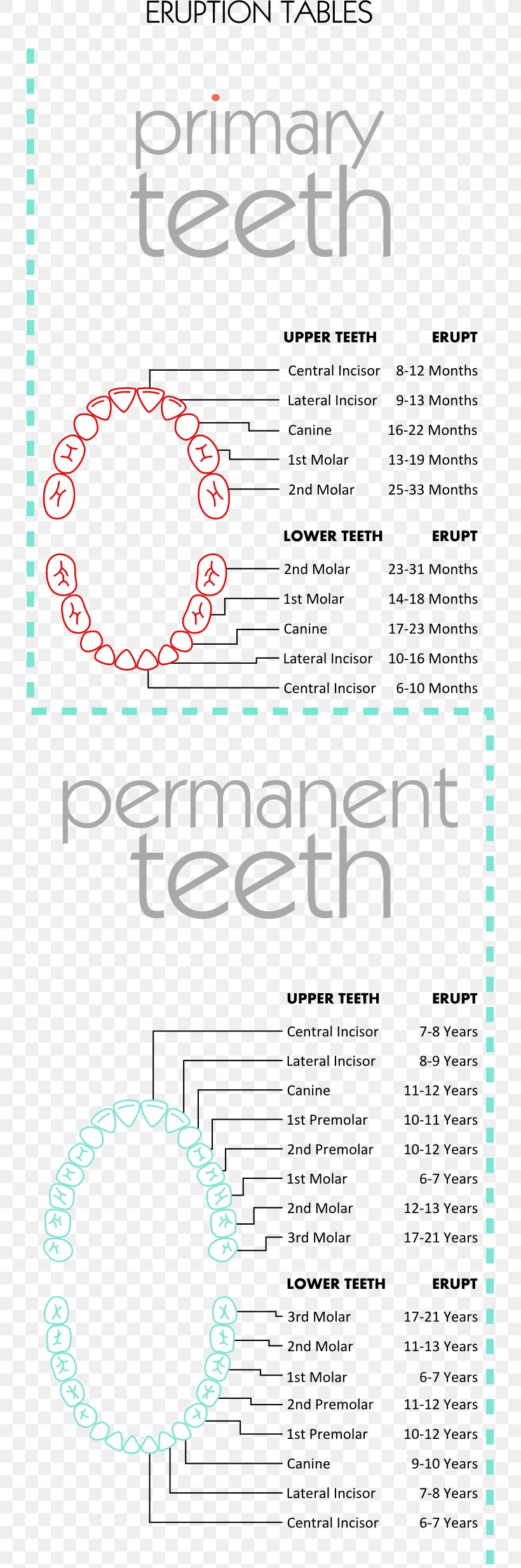 Document Graphic Design Line Pattern, PNG, 735x2466px, Document, Area, Diagram, Human Tooth, Material Download Free